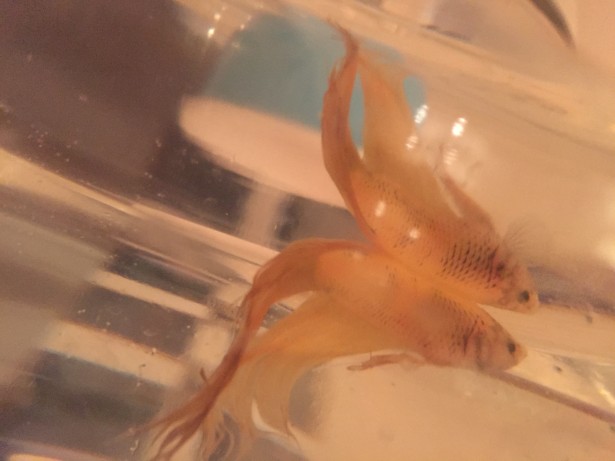 fish party christine dovey